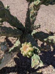 Cylindropuntia acanthocarpa