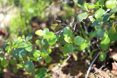 Ribes viburnifolium