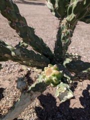 Cylindropuntia acanthocarpa