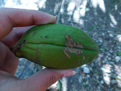 Tabernaemontana donnell-smithii