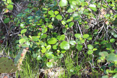 Ribes viburnifolium