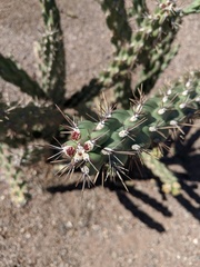 Cylindropuntia acanthocarpa