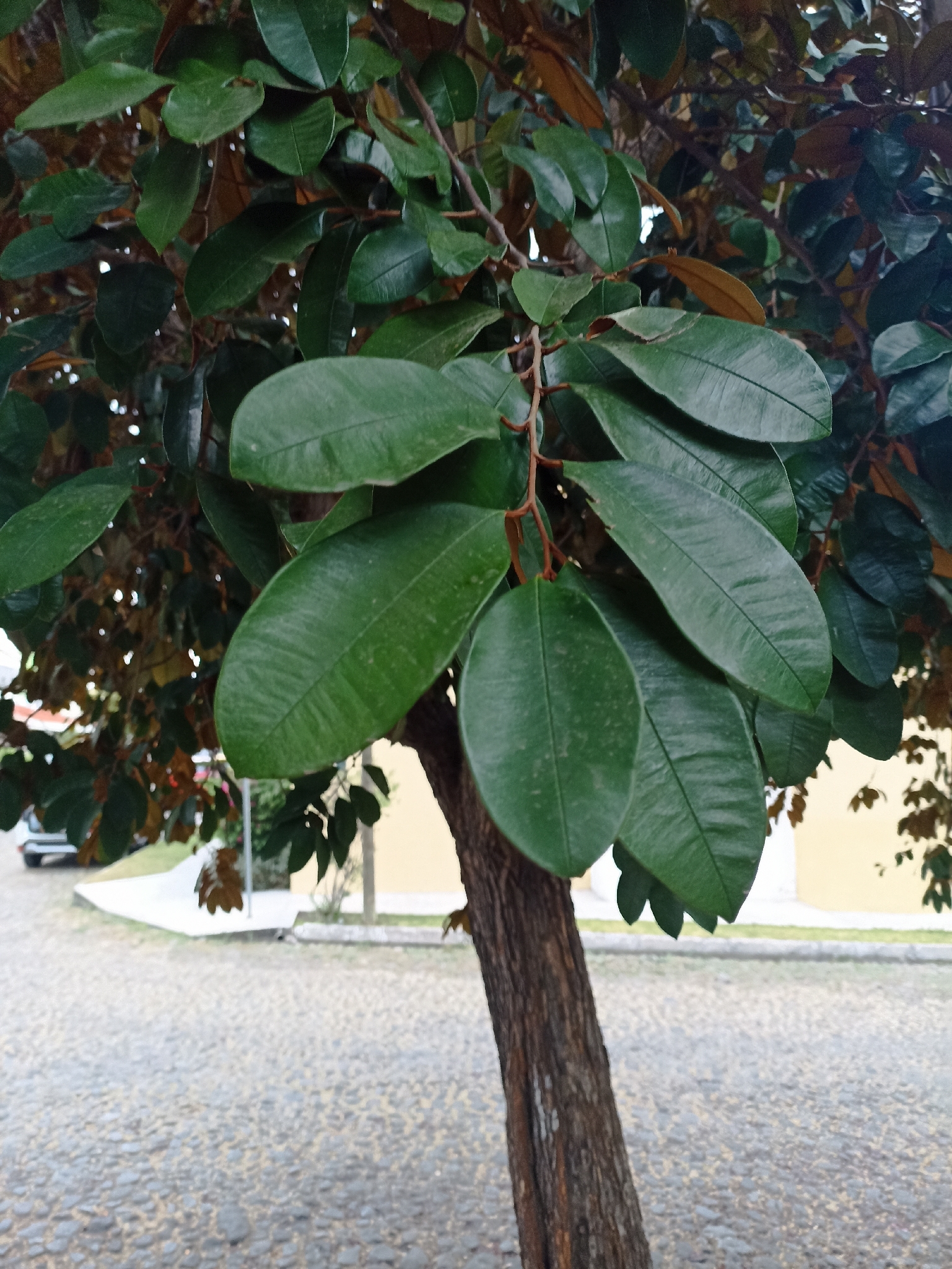 Star Apple (Chrysophyllum cainito)