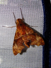 Aleuron iphis