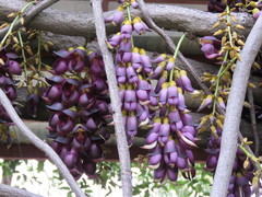 Mucuna sempervirens