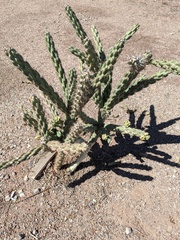 Cylindropuntia acanthocarpa