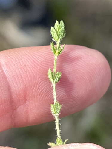 Southwestern bedstraw (Galium virgatum)