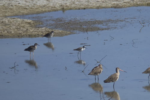 iNaturalist: (c) Григорьева Евгения, some rights reserved (CC BY-NC), uploaded by Григорьева Евгения iNaturalist image