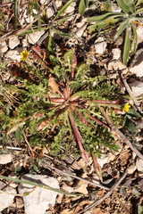 Hyoseris scabra, photograph (c) Noé Fleury Frouart, some rights reserved (CC BY)