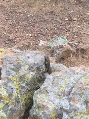 Sceloporus occidentalis becki