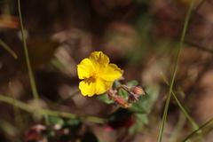 Helianthemum marifolium, photograph (c) Noé Fleury Frouart, some rights reserved (CC BY)