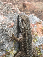 Sceloporus occidentalis becki