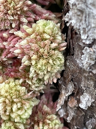 Sphagnum tenerum observed 2026-03-14
