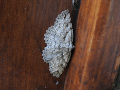 Malleco versicolor