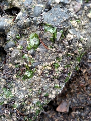 Ulvaceae
