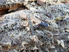 Eremocoris semicinctus