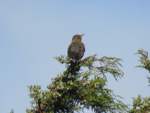 Rufous-collared Robin