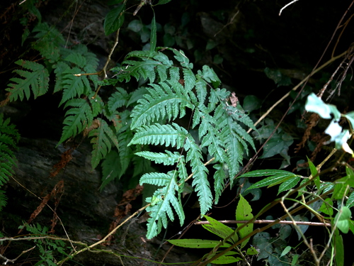 Tectaria coadunata (Tectaria coadunata)