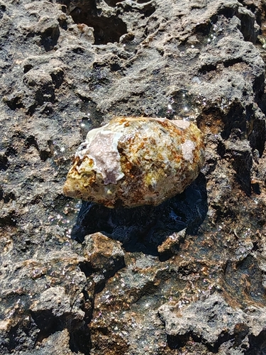 Stramonita haemastoma