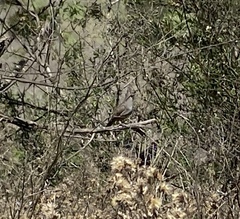 Callipepla californica