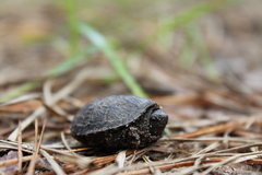 Kinosternon subrubrum hippocrepis