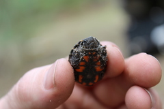 Kinosternon subrubrum hippocrepis