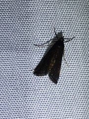 Langessa nomophilalis