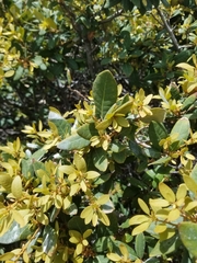 Quercus vacciniifolia