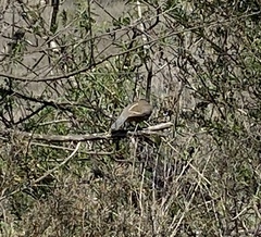 Callipepla californica
