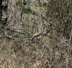 Callipepla californica