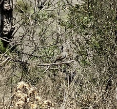 Callipepla californica