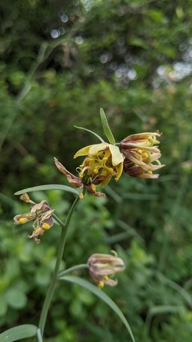 Fritillaria ojaiensis, photograph 4