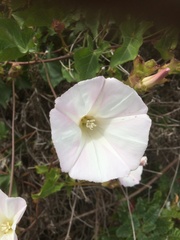 Calystegia macrostegia macrostegia