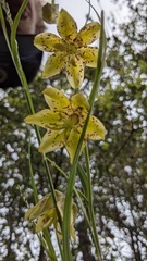 Fritillaria ojaiensis, photograph (c) George Williams, some rights reserved (CC BY)