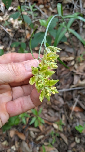 Ojai fritillary (Fritillaria ojaiensis)
