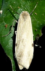 Macotasa tortricoides