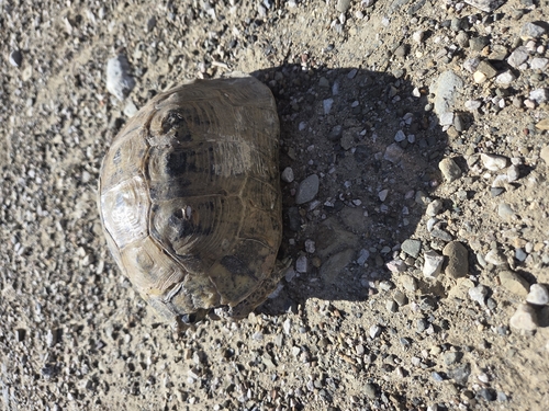 Greek Tortoise