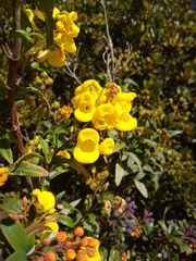 Calceolaria perfoliata