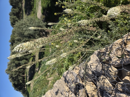 white mignonette