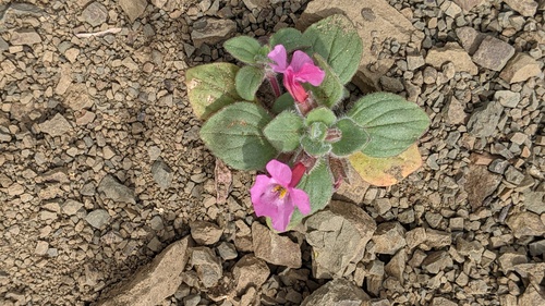 Johnston's monkeyflower (Diplacus johnstonii)