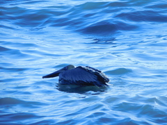 Pelecanus occidentalis