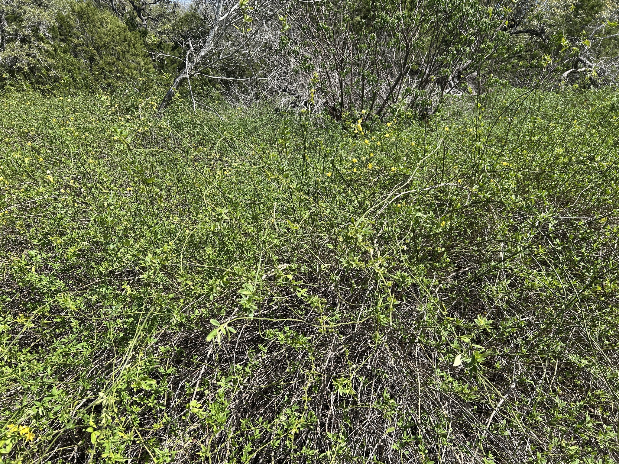 Japanese Jasmine (Jasminum mesnyi)
