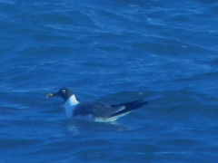 Leucophaeus atricilla