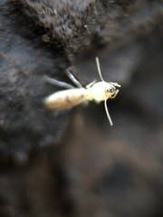 Coptotermes formosanus