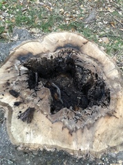 Coptotermes formosanus