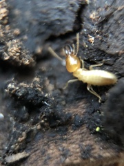 Coptotermes formosanus