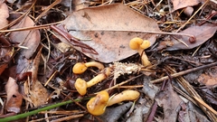 Cudonia spathulata