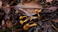 Cudonia spathulata
