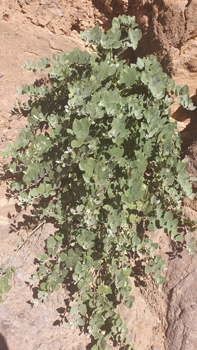 Caper Bush (Capparis spinosa)
