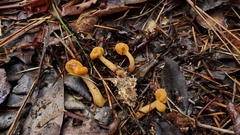 Cudonia spathulata
